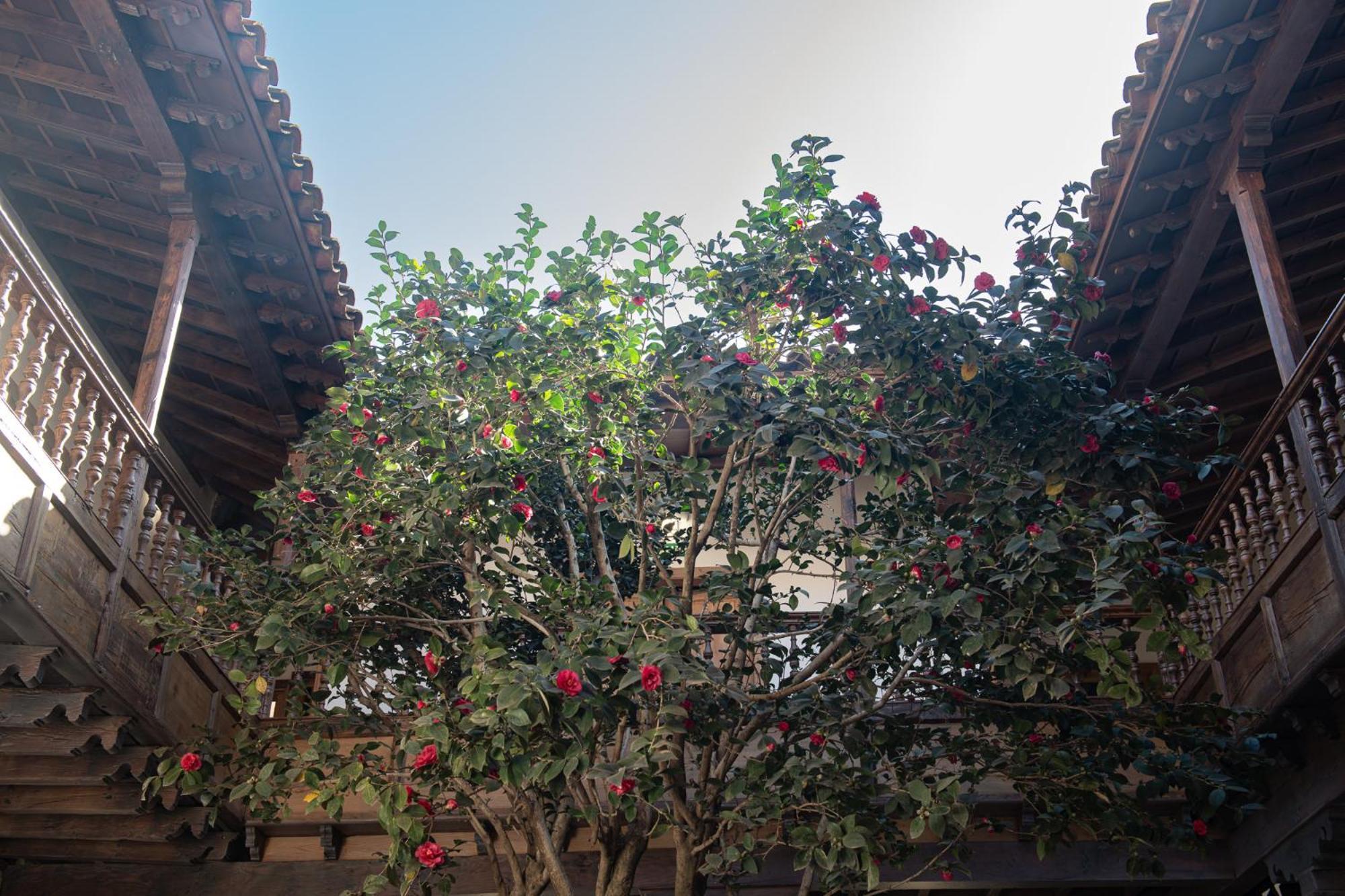 La Casa De La Camelia Hotel La Laguna  Exterior foto